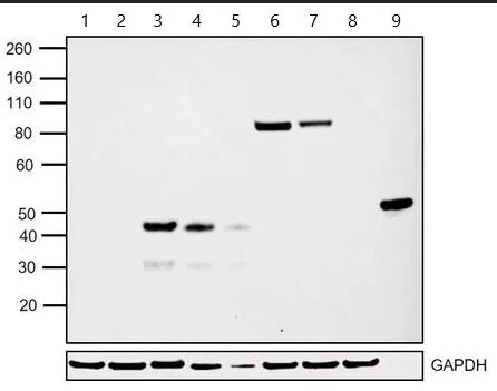 Anti-EGFP抗体[F56-6A1.2.3]
