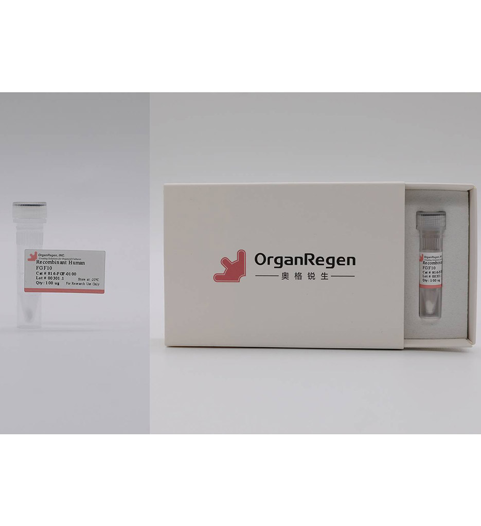 Recombinant Human FGF10