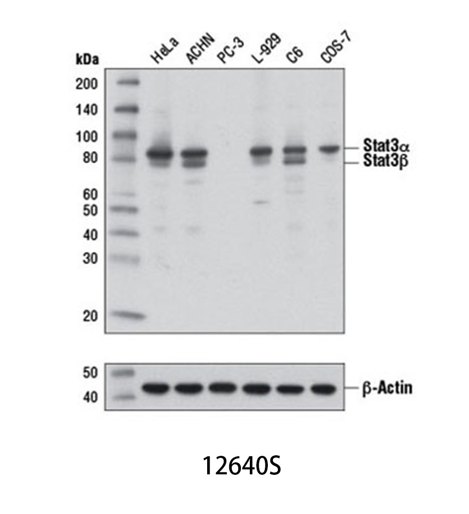 Stat3 (D3Z2G) Rabbit mAb