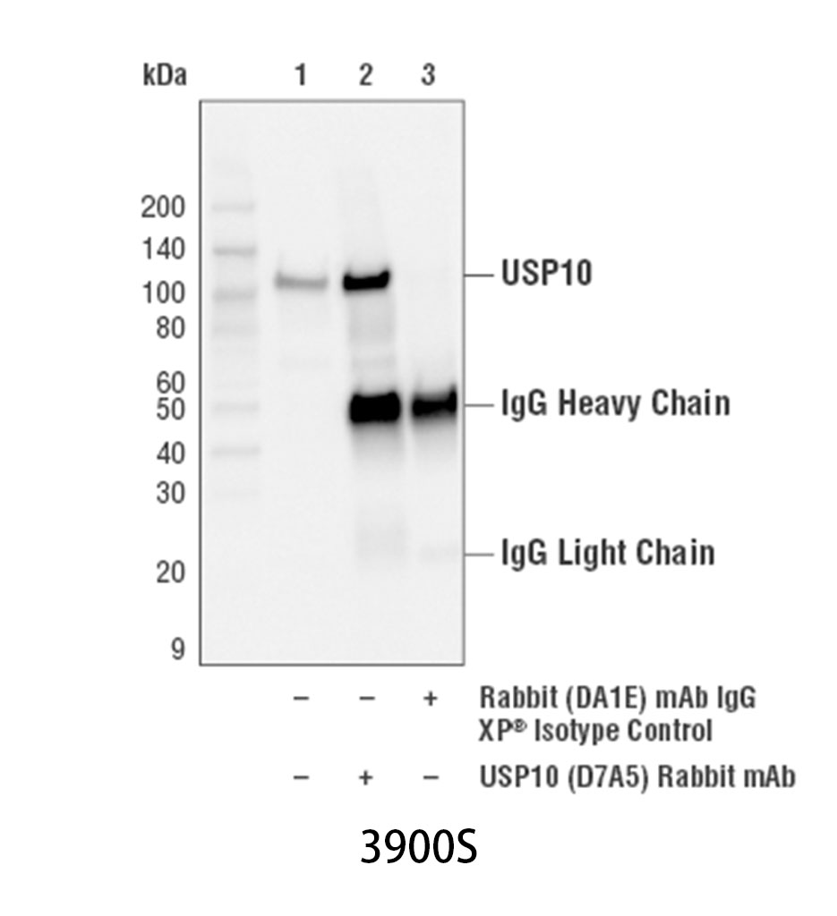 Rabbit (DA1E) mAb IgG XP Isotype Control