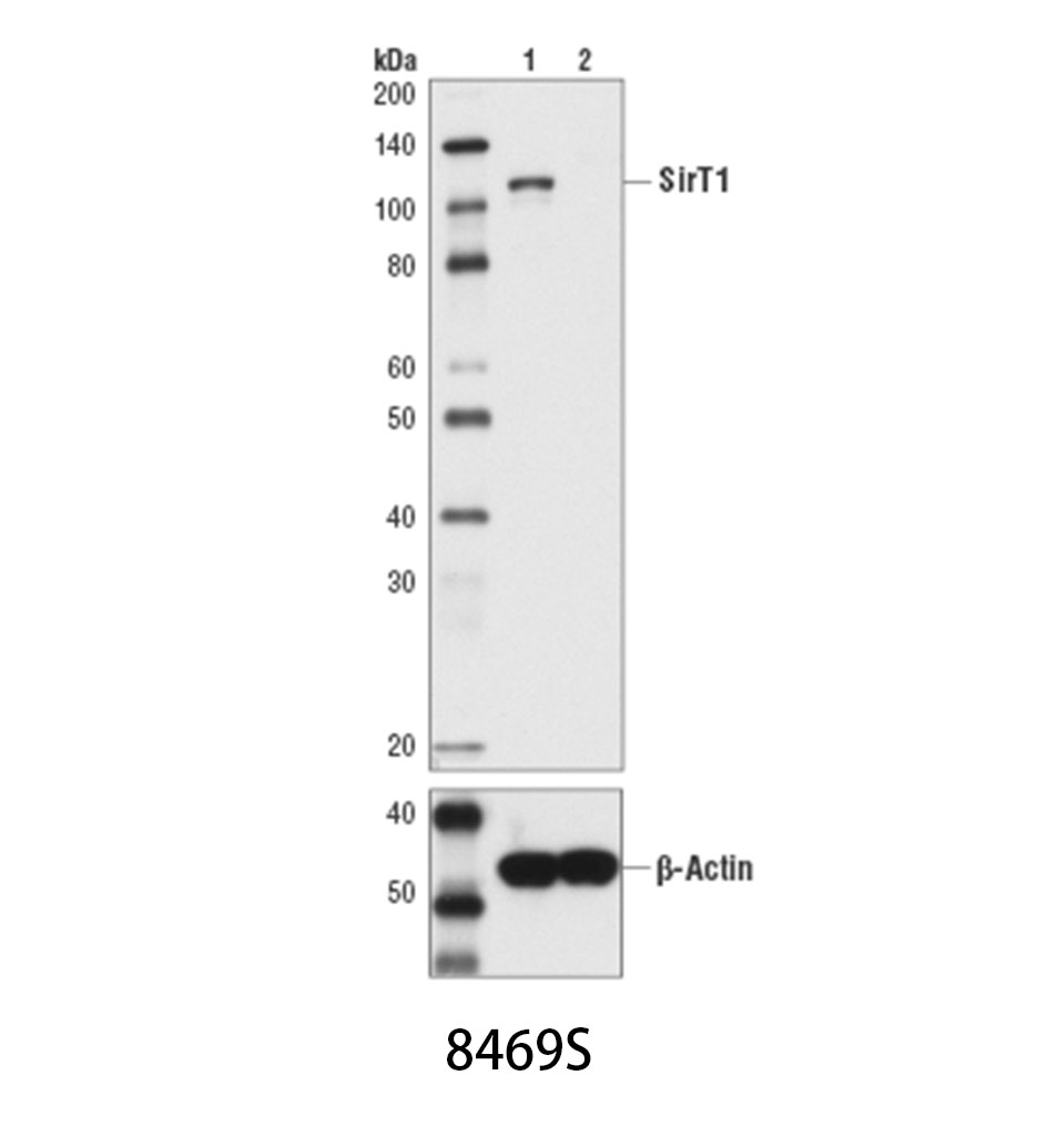 SirT1 (1F3) Mouse mAb