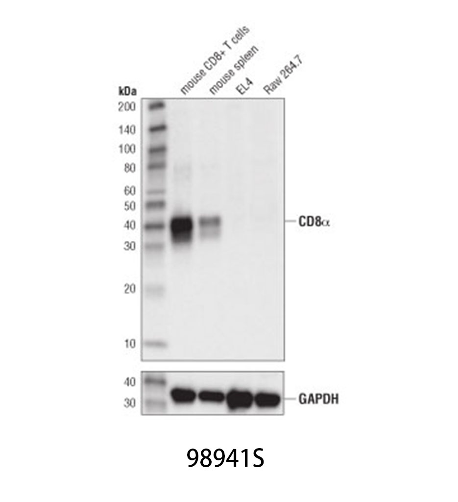 Caspase-3 (D3R6Y) Rabbit mAb