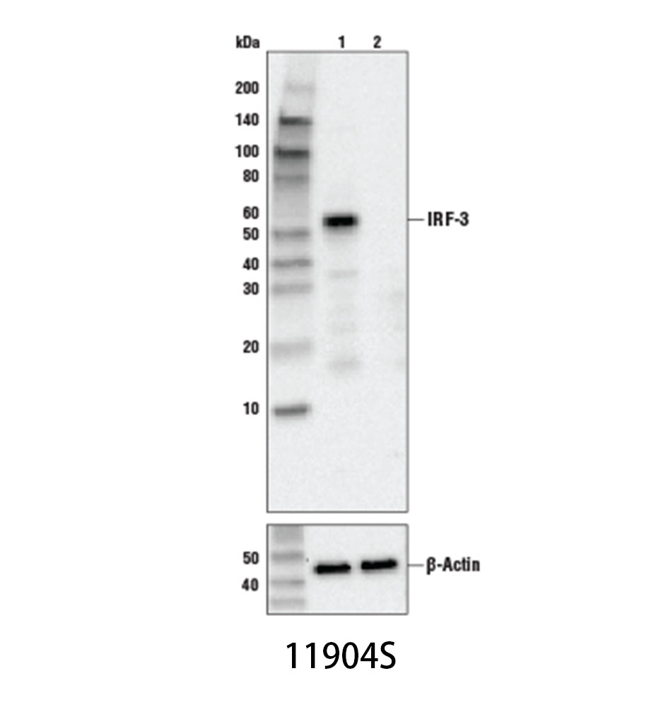 IRF-3 (D6I4C) XP Rabbit mAb