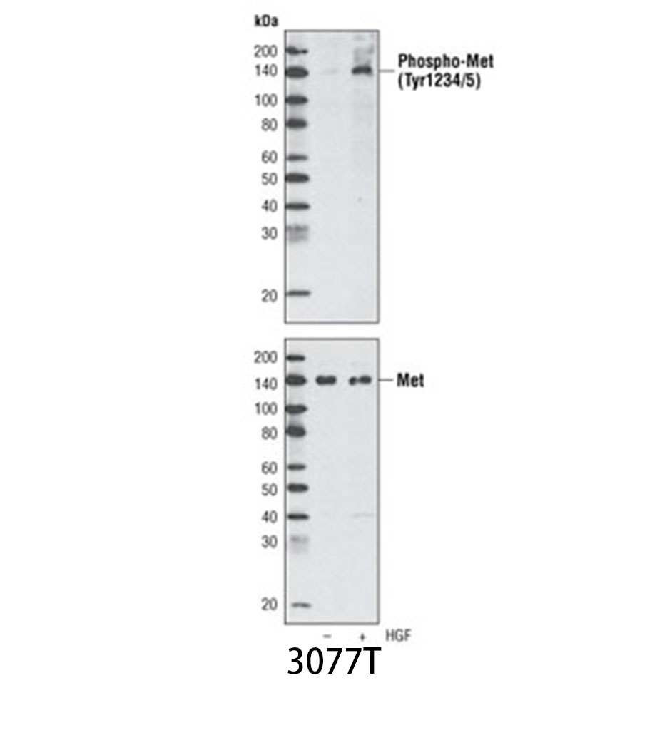 Phospho-Met (Tyr1234/1235) (D26) XP Rabbit mAb