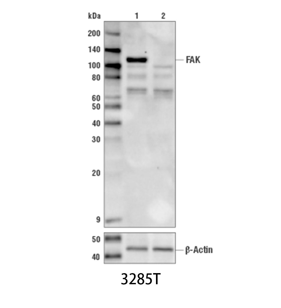 FAK Antibody
