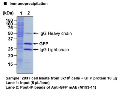 Anti-GFP (Green Fluorescent Protein) mAb-Magnetic Beads