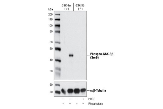 Phospho-GSK-3β (Ser9) (D85E12) XP Rabbit mAb