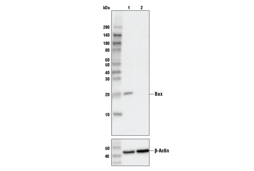 Bax (D2E11) Rabbit mAb