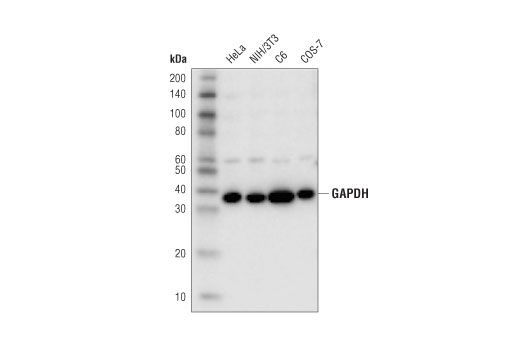 GAPDH (D4C6R) Mouse mAb