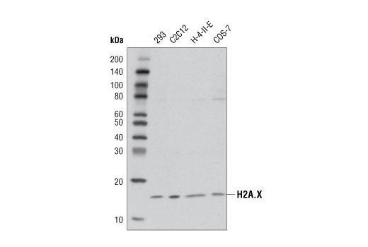 Histone H2A.X (D17A3) XP Rabbit mAb