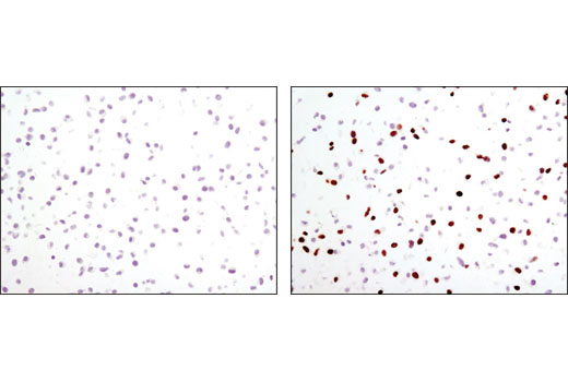BrdU (Bu20a) Mouse mAb