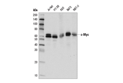 c-Myc/N-Myc (D3N8F) Rabbit mAb