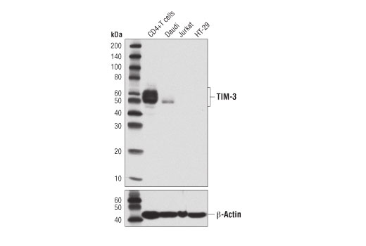 TIM-3 (D5D5R) XP Rabbit mAb