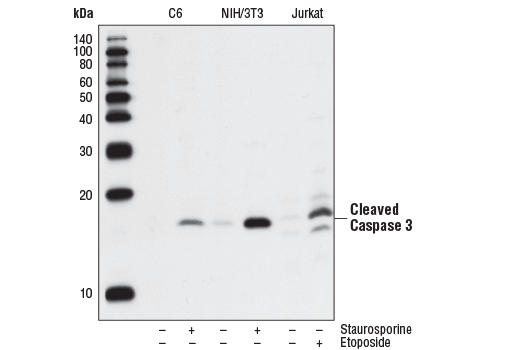 Cleaved Caspase-3 (Asp175) (5A1E) Rabbit mAb