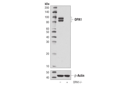 OPA1 (D6U6N) Rabbit mAb