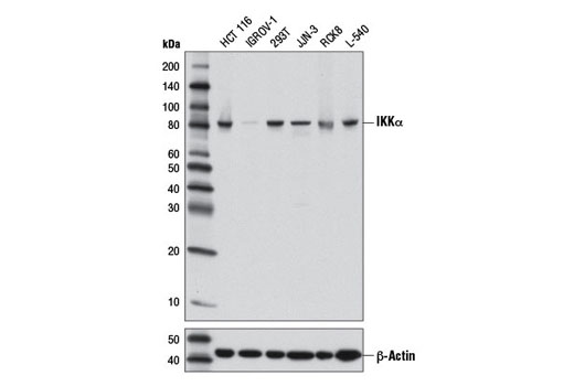 NF-κB Non-Canonical Pathway Antibody Sampler Kit