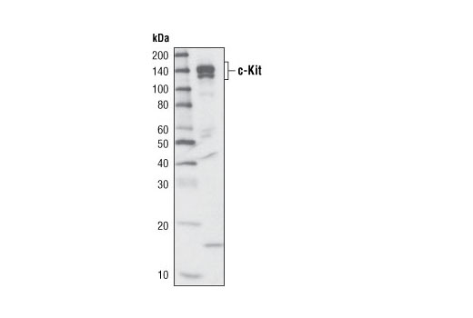 c-Kit (D13A2) XP Rabbit mAb