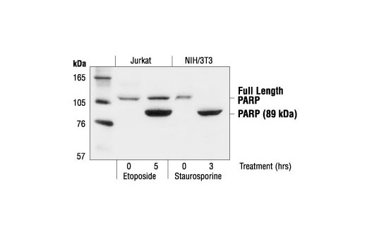 PARP Antibody
