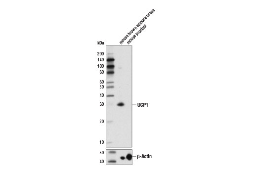 UCP1 (D9D6X) Rabbit mAb