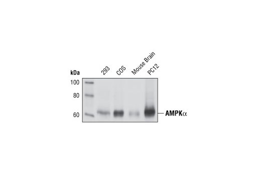AMPKα (23A3) Rabbit mAb