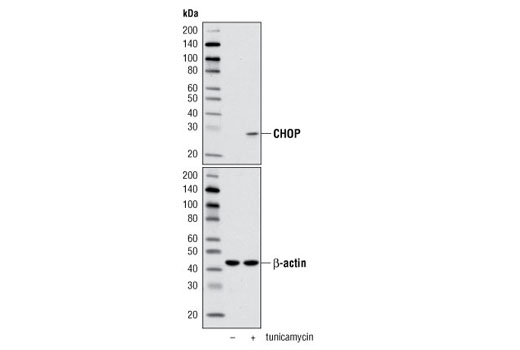 CHOP (D46F1) Rabbit mAb
