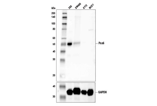 Pax6 (D3A9V) XP Rabbit mAb