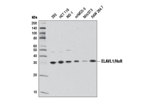 ELAVL1/HuR (D9W7E) Rabbit mAb