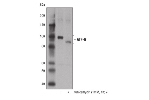 ATF-6 (D4Z8V) Rabbit mAb