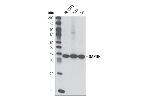 GAPDH (14C10) Rabbit mAb (HRP Conjugate)