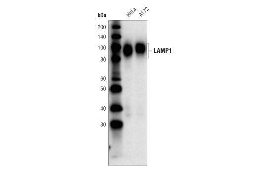 LAMP1 (D4O1S) Mouse mAb