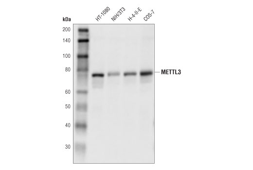 METTL3 (D2I6O) Rabbit mAb