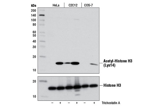 Acetyl-Histone H3 (Lys14) (D4B9) Rabbit mAb
