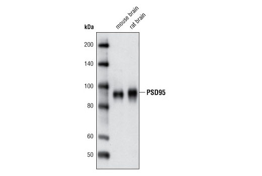 PSD95 (D74D3) XP Rabbit mAb