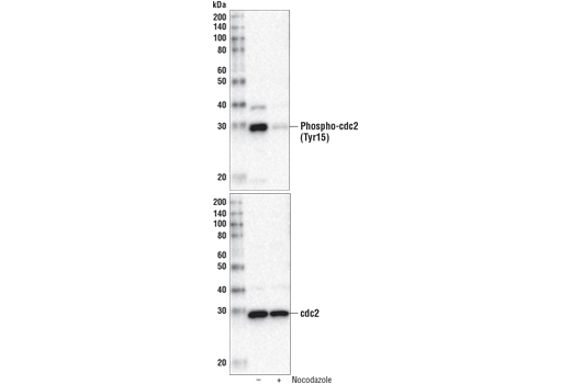 Phospho-cdc2 (Tyr15) (10A11) Rabbit mAb