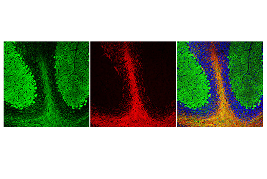 Anti-rat IgG (H+L) (Alexa Fluor 555 Conjugate)