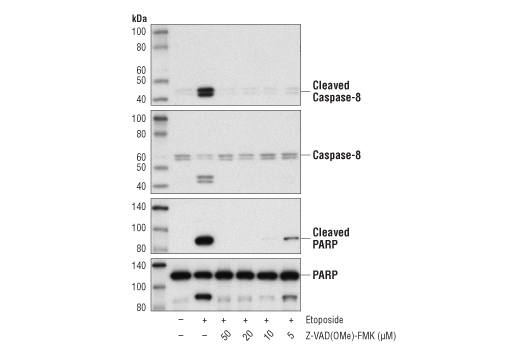 Z-VAD(OMe)-FMK