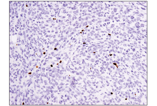 Mouse Immune Cell Phenotyping IHC Antibody Sampler Kit