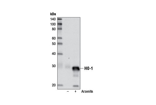 HO-1 (D60G11) Rabbit mAb