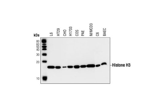 Histone H3 (3H1) Rabbit mAb
