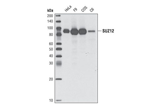 SUZ12 (D39F6) XP Rabbit mAb