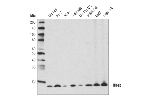 Rheb (E1G1R) Rabbit mAb