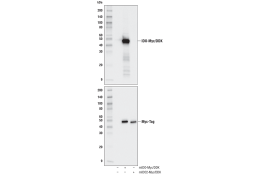 IDO (D8W5E) Rabbit mAb