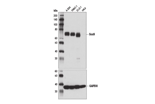 Sox9 (D8G8H) Rabbit mAb