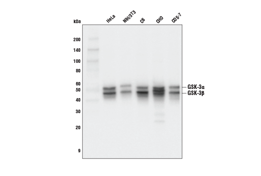 GSK-3α/β (D75D3) Rabbit mAb