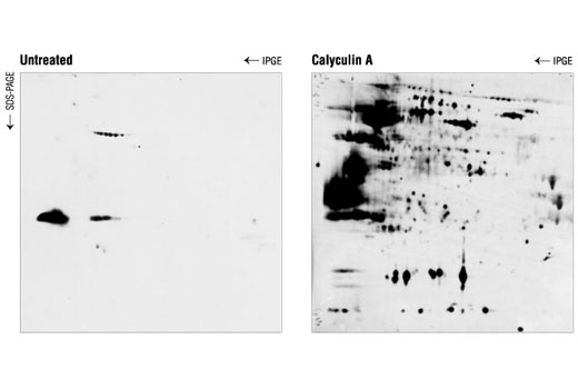 Phospho-(Ser/Thr) Akt Substrate Antibody