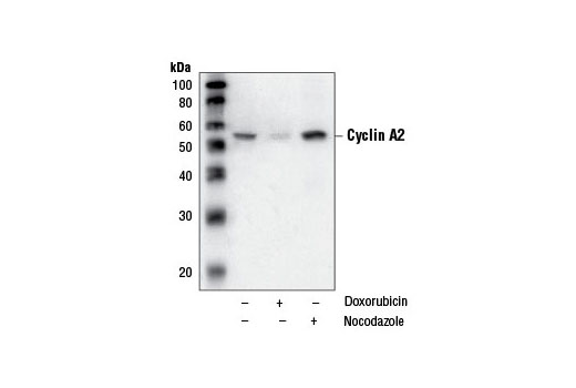 Cyclin A2 (BF683) Mouse mAb