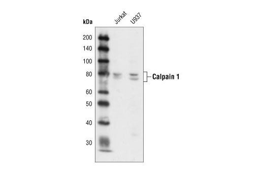 Calpain 1 Large Subunit (Mu-type) Antibody