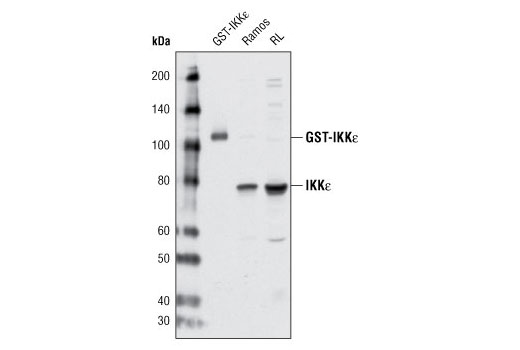 IKKε (D20G4) Rabbit mAb