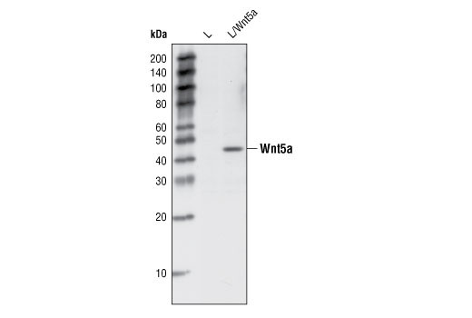 Wnt5a Antibody