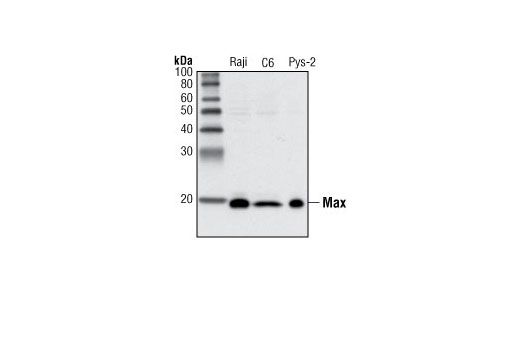 Max (S20) Antibody